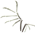 Bone Wings