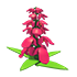 Snapdragon Flower