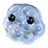 Frogspawn